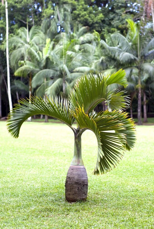 Bottle Palm Seeds For Planting - Hyophorbe Lagenicaulis