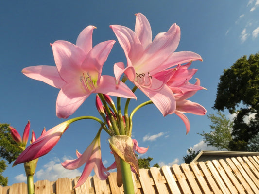 Crinum Lily Pink Flamingo Jumbo Blooming-Size Bulb New Super Rare