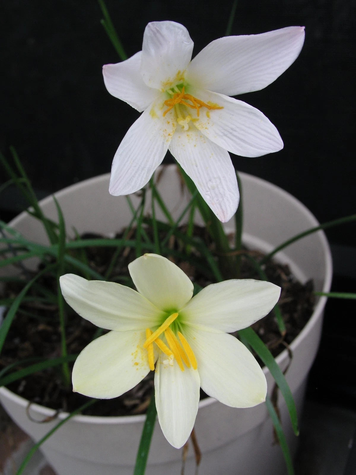 Zephyranthes Aquarius – Pink Rain Lily Bulb Seeds