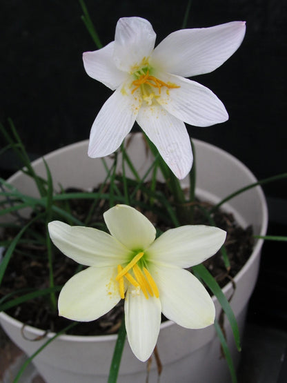 Zephyranthes Aquarius – Pink Rain Lily Bulb Seeds