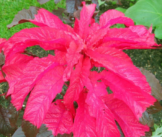 Amaranthus Molten Fire Amaranthus Tricolor – Colorful Garden Flower Seeds