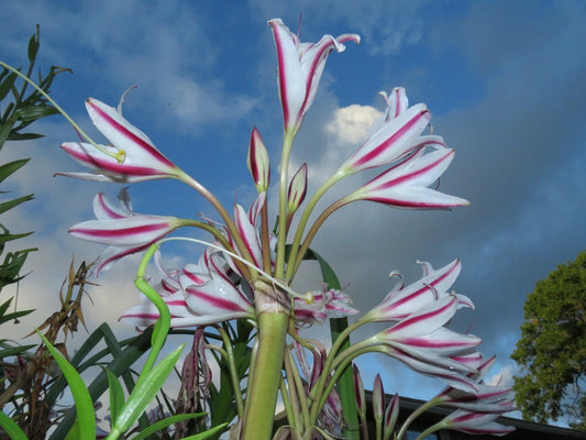 Crinum Lily Scabrum – Garden Flower Seeds for Planting
