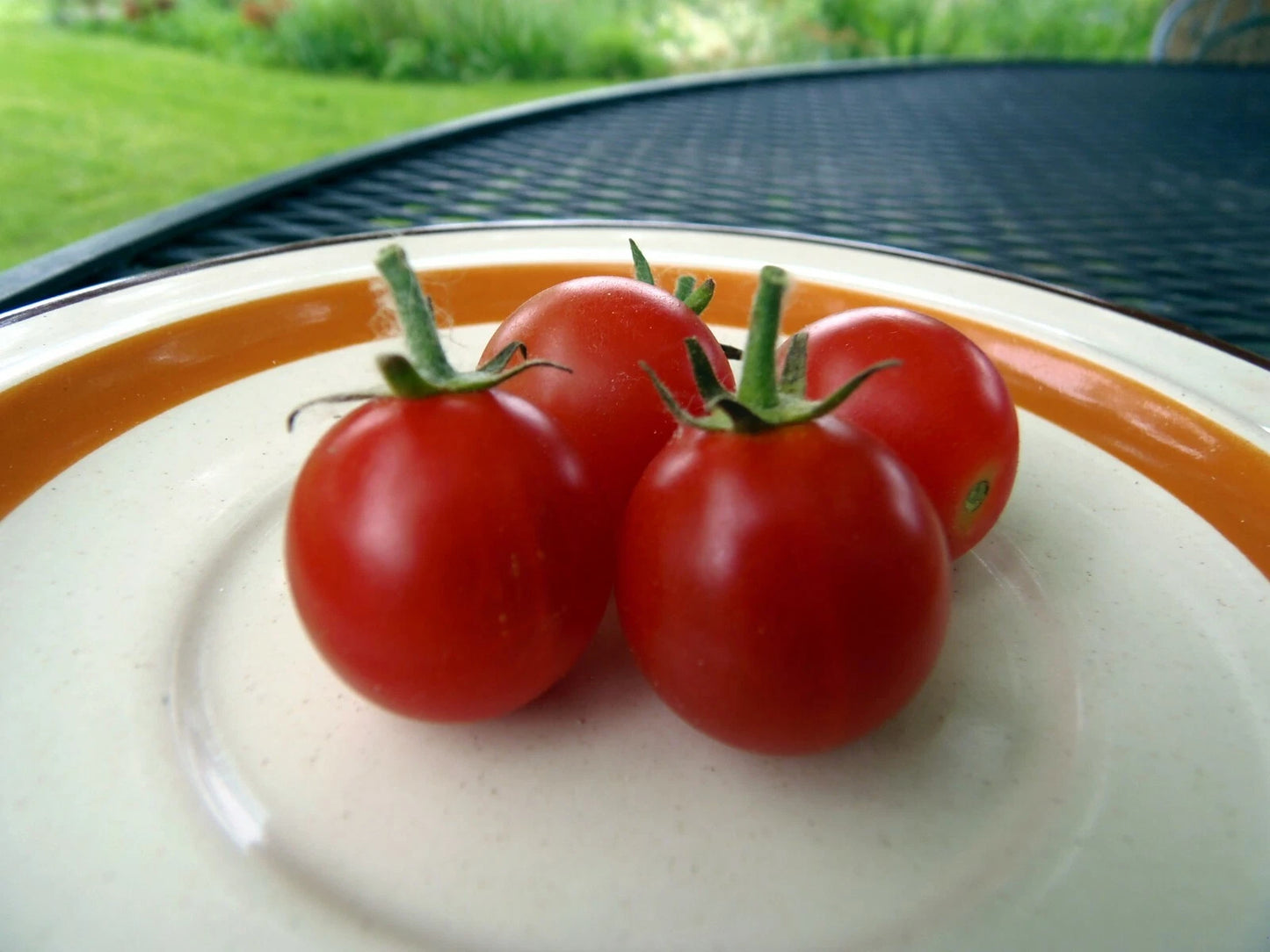 Ambrosia Red Cherry Tomato – Sweet Heirloom Vegetable Garden Seeds
