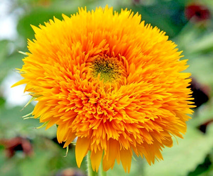 Sunfill Double Quick Orange Sunflower Helianthus Annuus Colorful Garden Flower Seeds