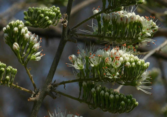 Combretum Mossambicense – Fragrant Hardy Creeper Shrub Seeds