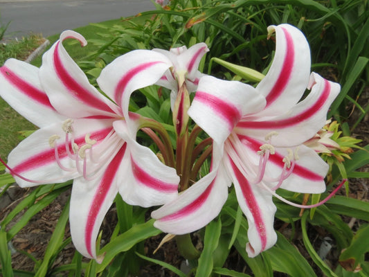 Crinum Lily Scabrum – Garden Flower Seeds