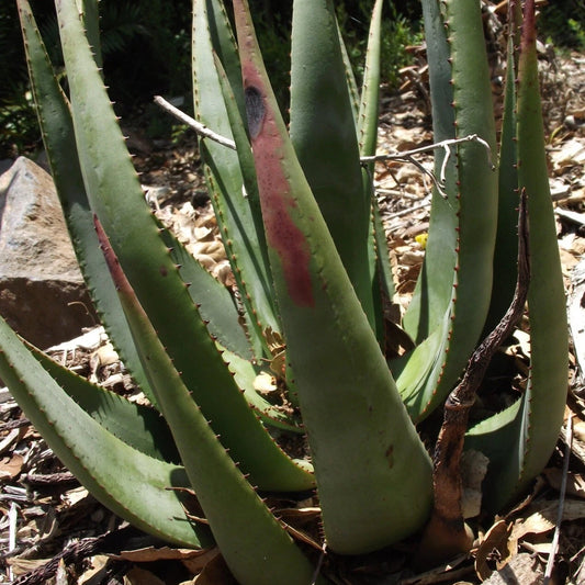 Aloe Wickensii Aloe Cryptopoda – Hardy Succulent Garden Seeds