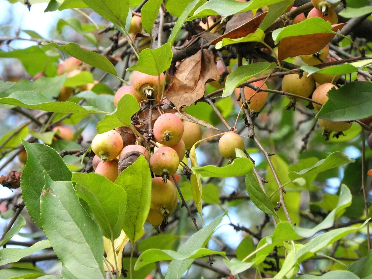 Siberian Crab Apple Malus Baccata Hardy Fruit Tree Seeds
