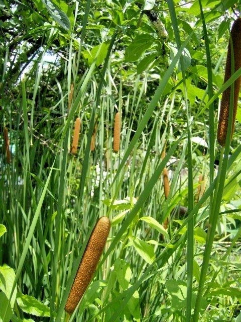 Narrow Leaf Cattail Typha Augustifolia – Aquatic Perennial Seeds