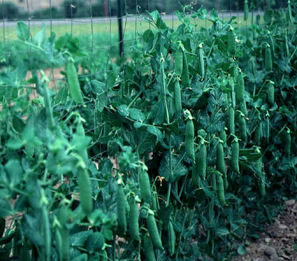 Lincoln Pea Seeds – Garden Flower Seeds for Planting