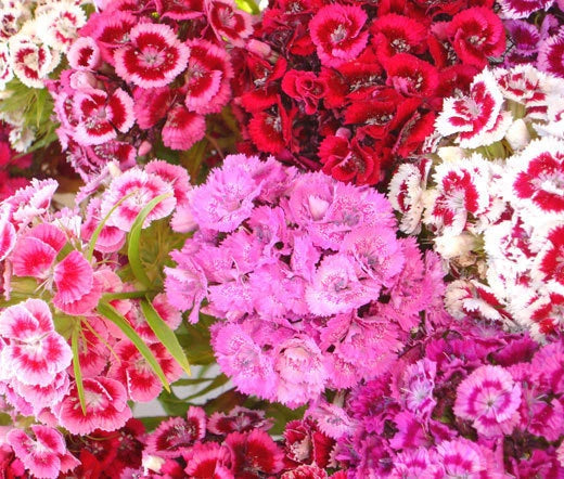 Sweet William Dianthus Barbatus – Garden Flower Seeds