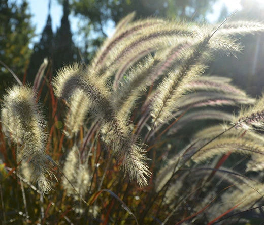 Fountain Grass Pennisetum Alopecuroides Viridescens – Black Garden Grass Seeds