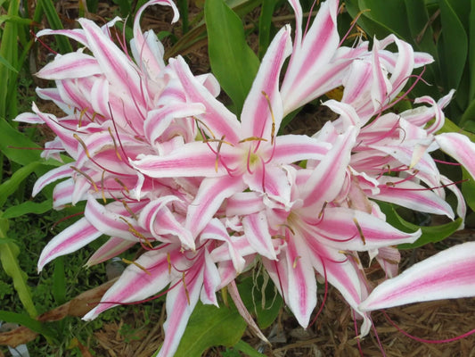 Crinum Lily Monsoon Star Medium-size Bulb - Flower Seeds