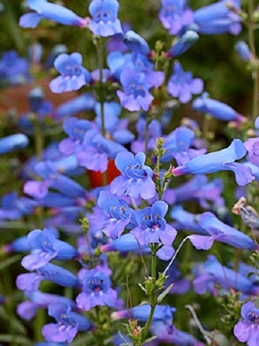 Penstemon Heterophyllus Blue – Perennial Flower Seeds for Planting