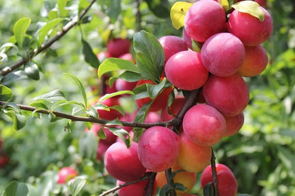 Plum Fruit Tree Prunus America Hardy Fruit Tree Seeds