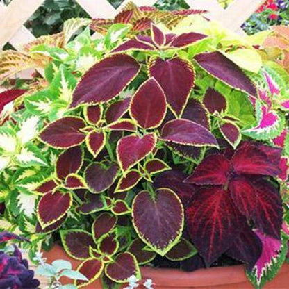 Begonia Potted Garden Flower Seeds