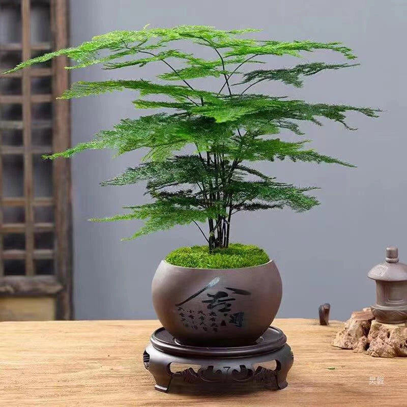 Asparagus Plumosus Nanus – Ornamental Fern Garden Seeds