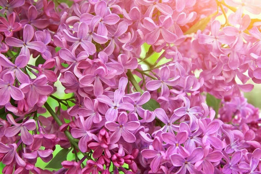 Early Pink Lilac – Fragrant Garden Flower Seeds
