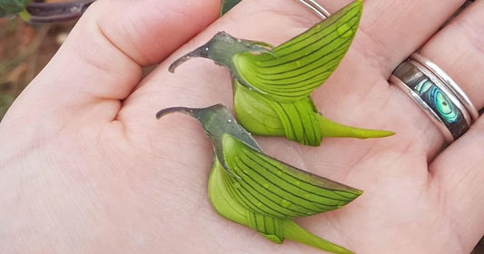 Green Bird Flower Seeds - Garden Flower Seeds