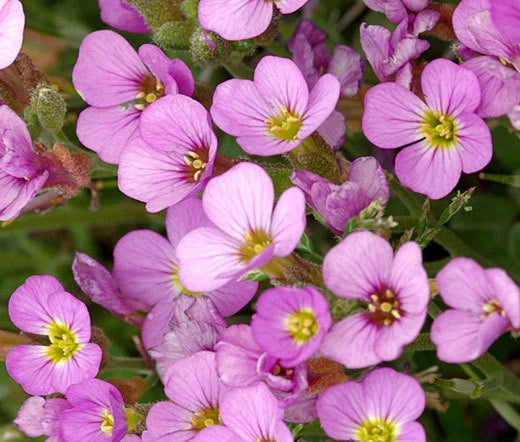 Arabis Arabis Alpina Caucasica Rosea – Wall Rock Cress Pink Flower Seeds