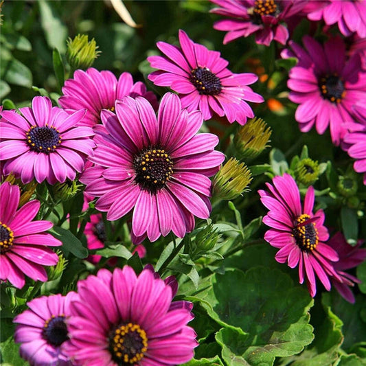 Osteospermum – Perennial Garden Flower Seeds Mix