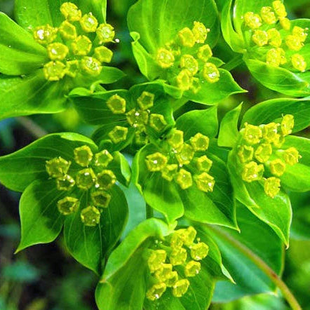Hare’s Ear Bupleurum – Hardy Wildflower Garden Seeds