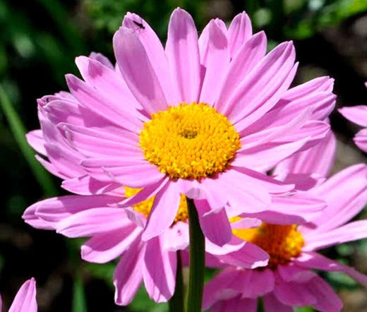 Pyrethrum Rose Chrysanthemum Coccineum – Hardy Perennial Flower Seeds