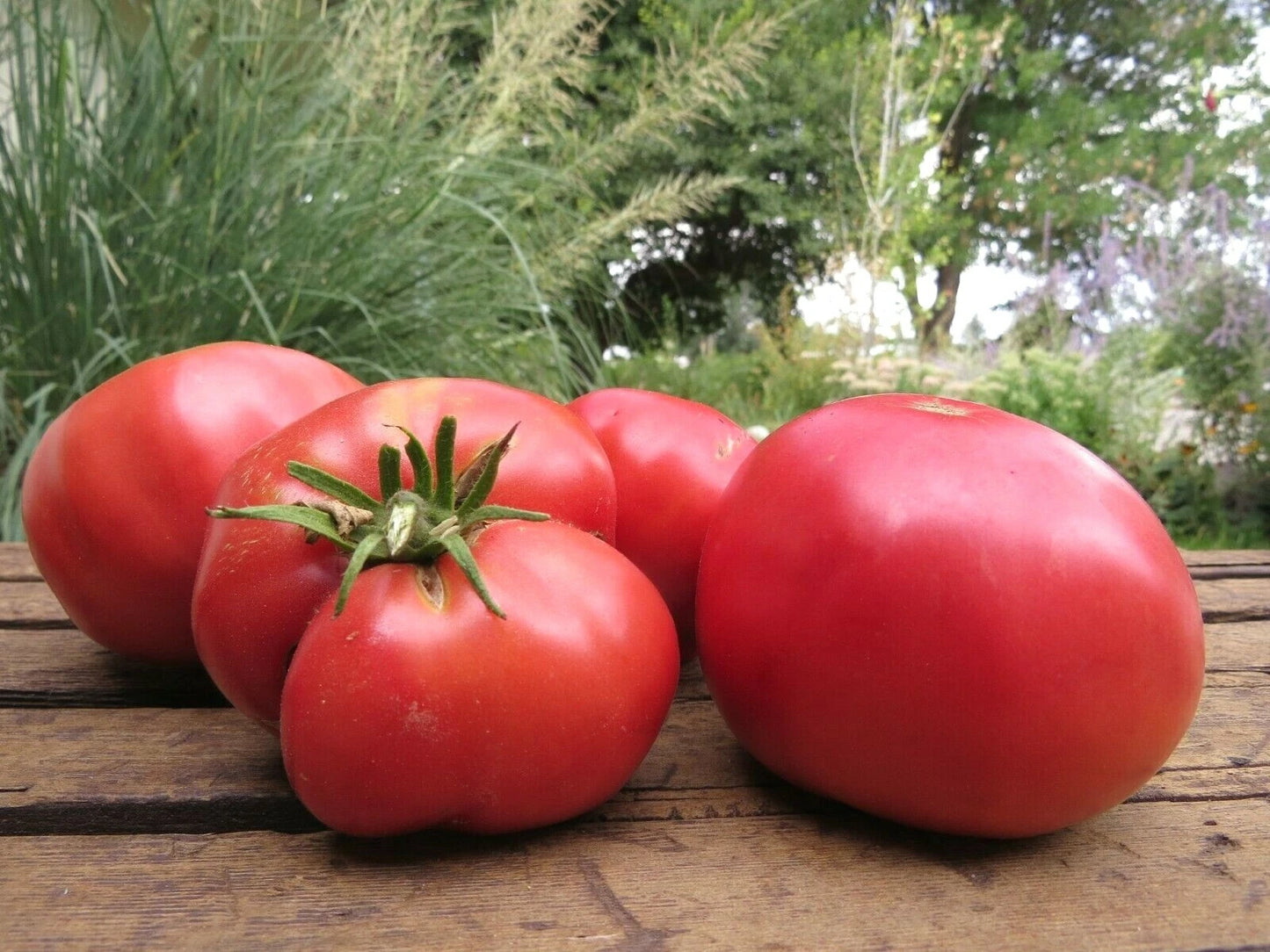 Skorpion Tomato – Heirloom Vegetable Garden Seeds