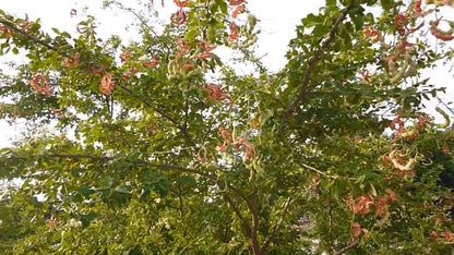 Pithecellobium Dulce – Manila Tamarind Tree Seeds