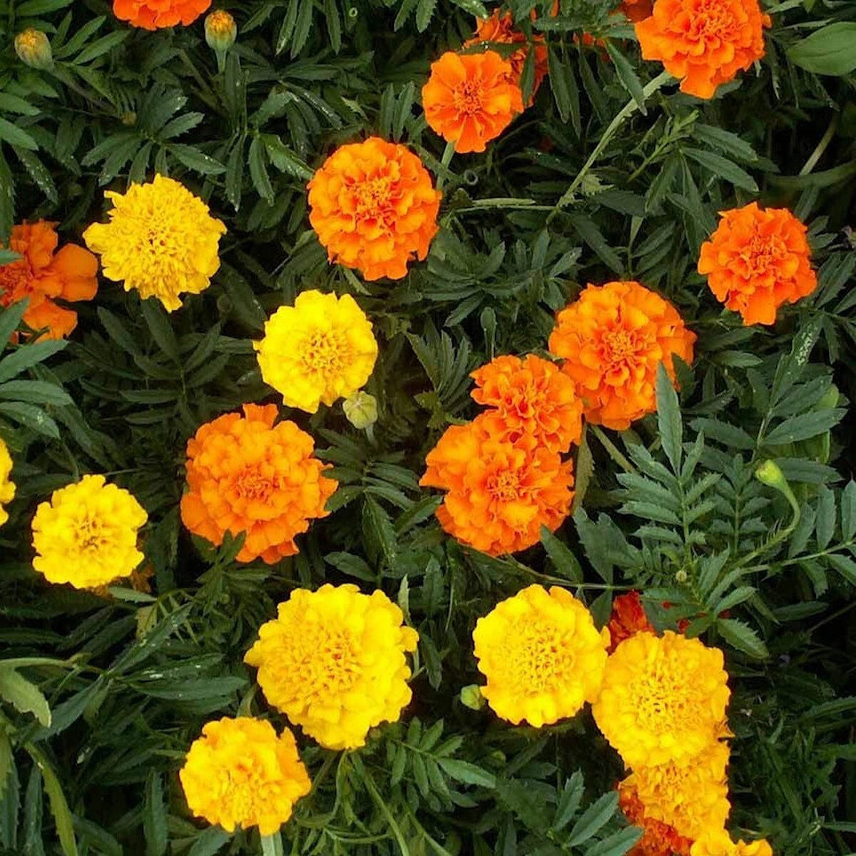 Crackerjack African Marigold Colorful Garden Flower Seeds