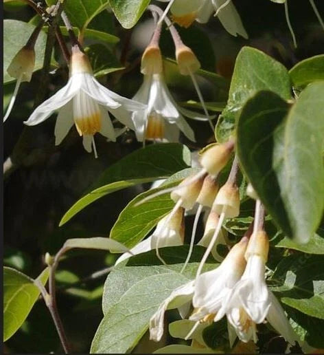 Styrax Officinalis Californica Ornamental Tree Flower Seeds