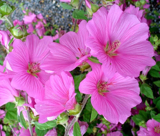 Rose Mallow Lavatera Trimestris Mixed Color Garden Flower Seeds