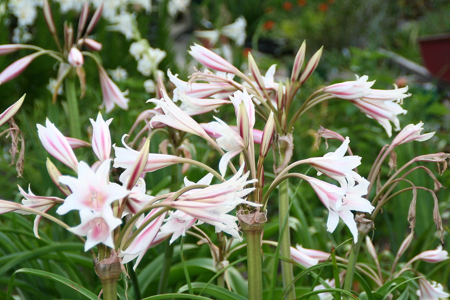 Crinum Lily Herbertii – Garden Herb Seeds for Planting