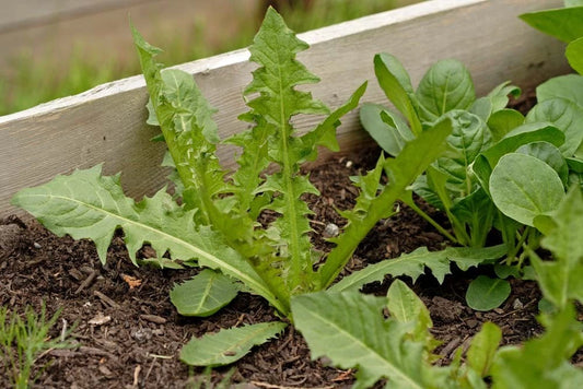 Italian Dandelion Bulk – Garden Flower Seeds for Planting