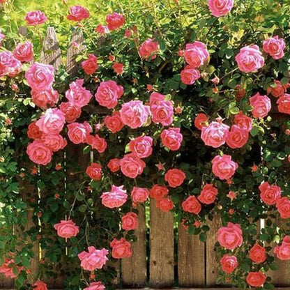Climbing Pink Rose Rosa – Fragrant Trellis Flower Seeds