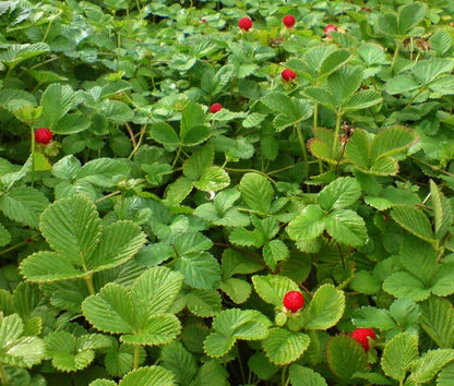 Indian Strawberry Duchesnea Indica Groundcover Fruit Seeds