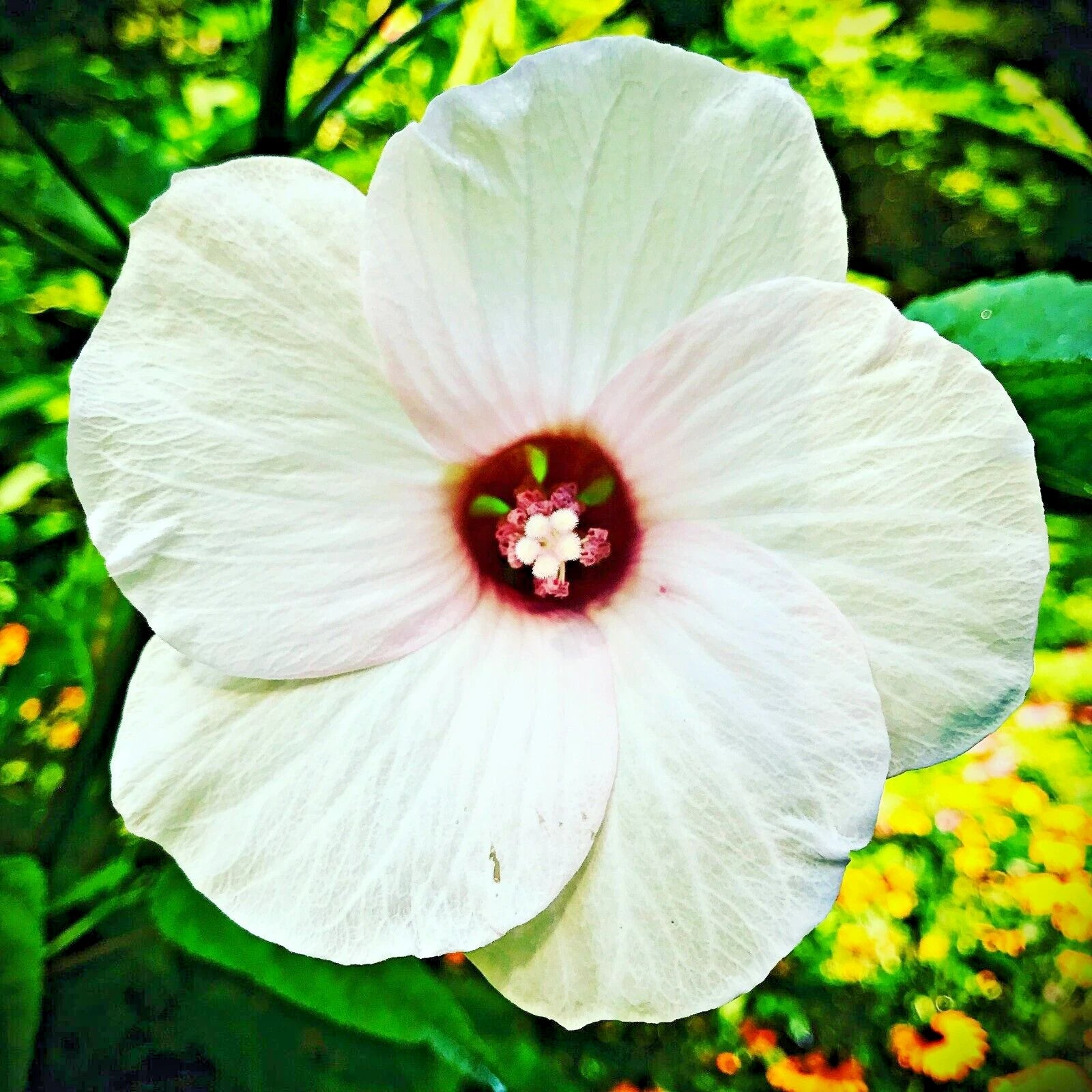 White Swamp Rose Mallow Colorful Wild Hibiscus Flower Seeds