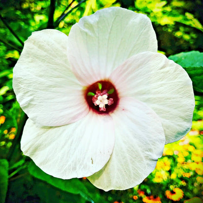 White Swamp Rose Mallow Colorful Wild Hibiscus Flower Seeds