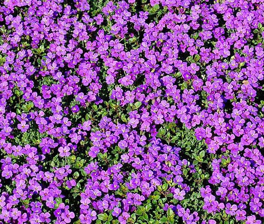 Rock Cress Purple Aubrieta Deltoidea – Ground Cover Garden Flower Seeds
