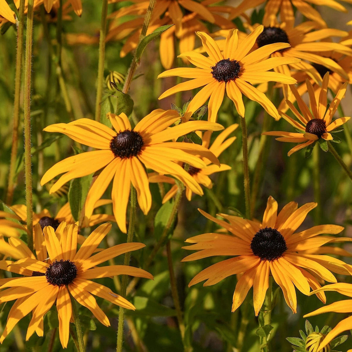 Orange Coneflower Rudbeckia – Colorful Wildflower Garden Seeds