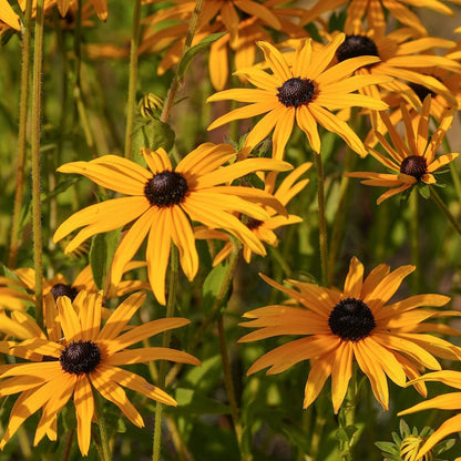 Orange Coneflower Rudbeckia – Colorful Wildflower Garden Seeds