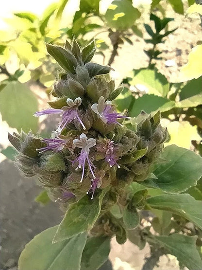 Patchouli Pogostemon Cablin – Fragrant Perennial Herb Seeds