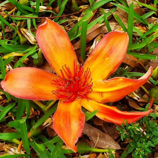 Red Silk Floss Bombax Ceiba Flowering Tree Garden Seeds