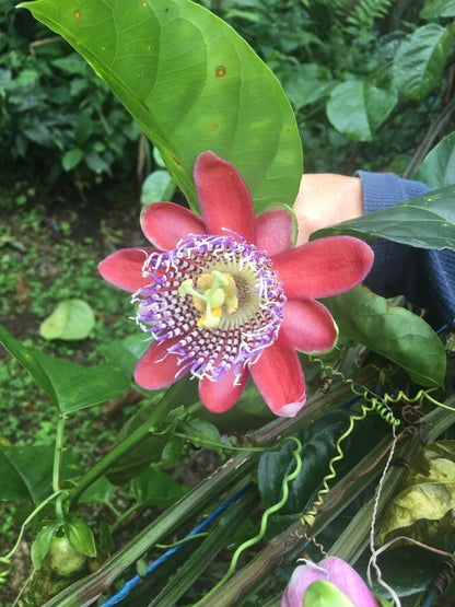 Giant Granadilla Passion Fruit Passiflora Quadrangularis – Climbing Fruit Vine Seeds