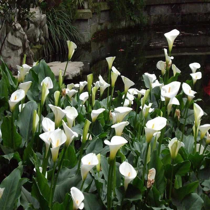 Calla Lily Mix – Perennial Garden Flower Seeds