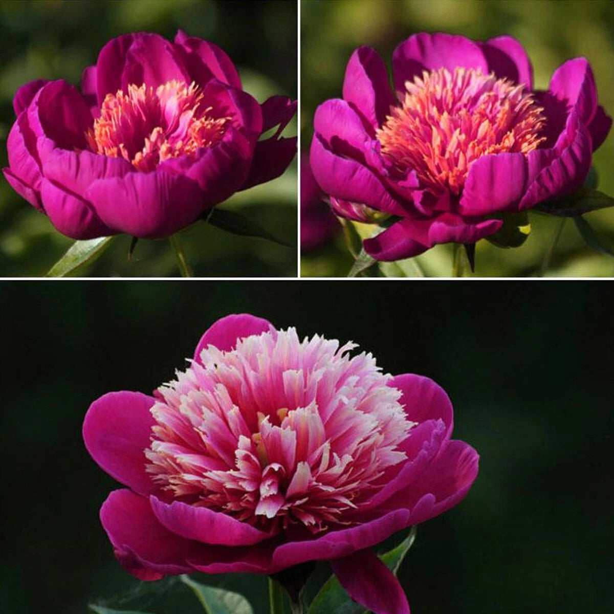 Garden Peony Paeonia Lactiflora – Mixed Flower Seeds