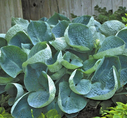 Abiqua Drinking Gourd Hosta – Hardy Perennial Flower Seeds