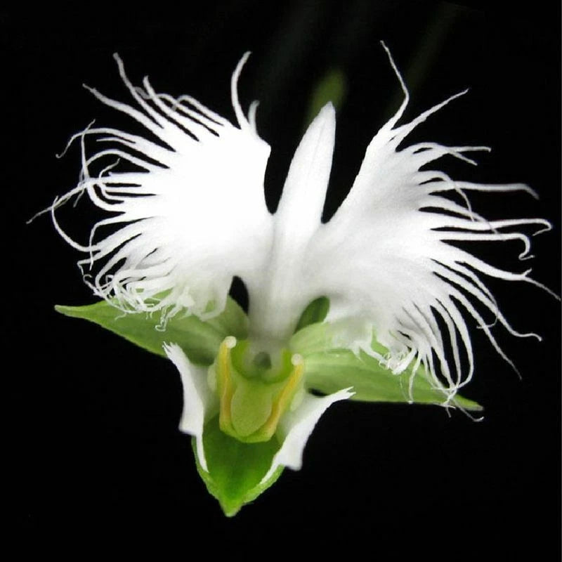 White Egret Orchid Habenaria Radiata Colorful Perennial Flower Seeds