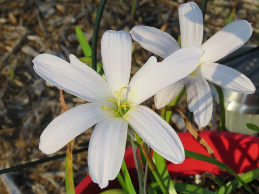 Rain Lily Zephyranthes Cookie Cutter Moon Flower Bulb Seeds