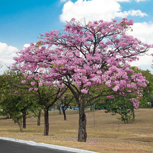 Pink Poui Tabebuia Rosea Flowering Tropical Tree Seeds